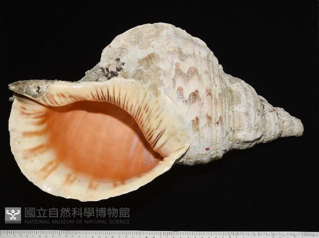 大法螺藏品圖，第1張