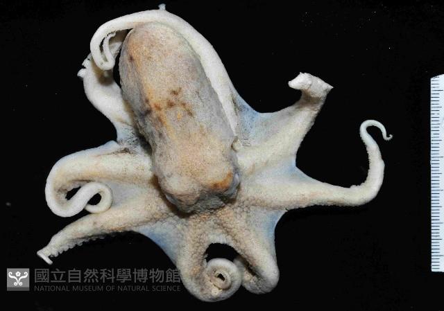沙蛸(砂蛸、白線章魚)藏品圖，第1張