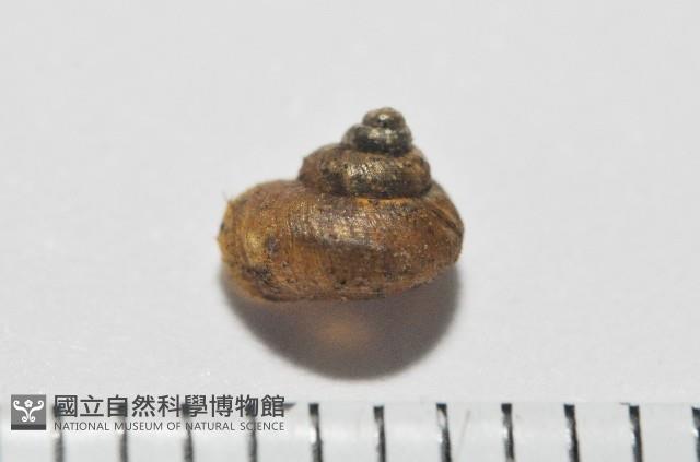 檜谷東洋蝸藏品圖，第1張