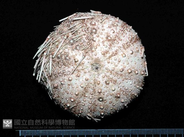 武裝月神海膽藏品圖，第1張