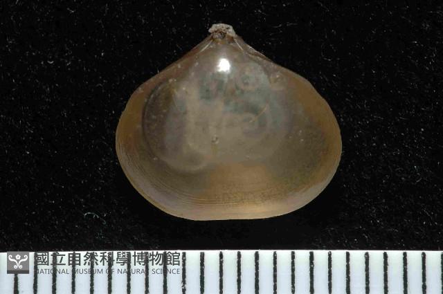 未知種新孔目酸漿貝藏品圖，第1張