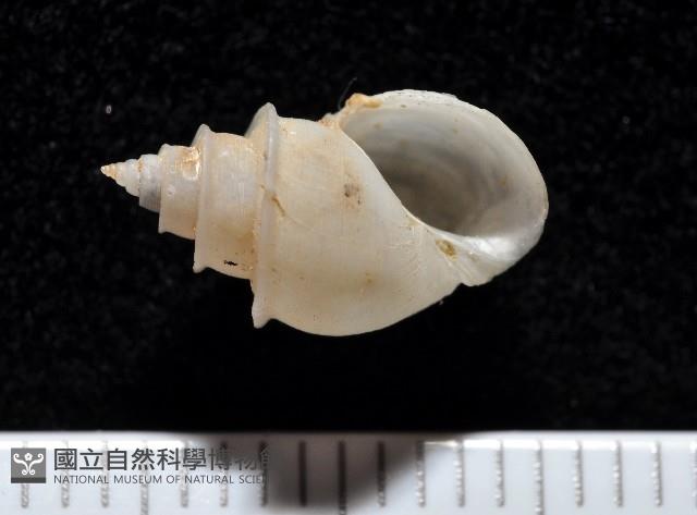 押方麂眼螺藏品圖，第1張