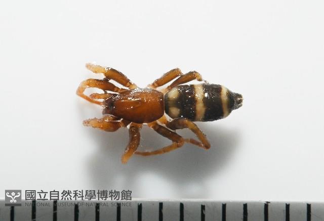 臺灣秘蛛藏品圖，第1張