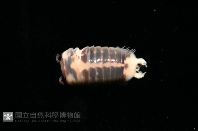曲趾木球馬陸藏品圖，第1張