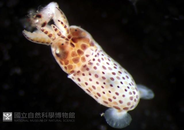 未知種微鰭烏賊藏品圖，第1張
