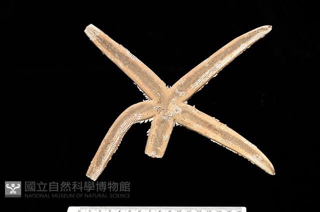 砂海星藏品圖，第1張
