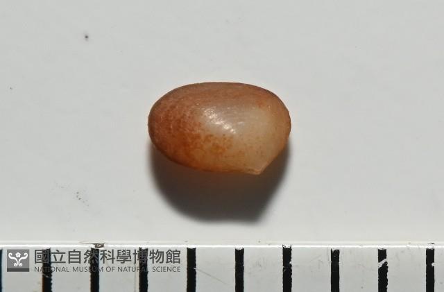 臺灣花瓣蛤藏品圖，第1張