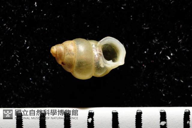 早板芝麻蝸牛藏品圖，第1張