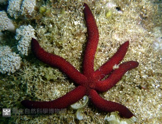 呂宋棘海星藏品圖，第1張