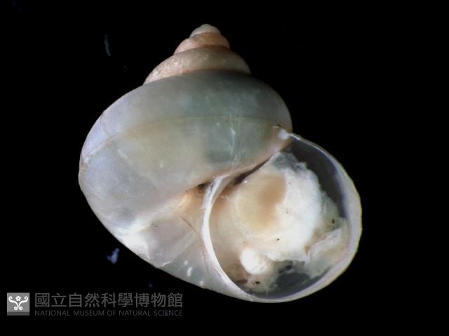 斑青山蝸牛藏品圖，第1張