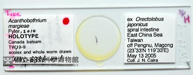 新種棘槽絛蟲藏品圖，第1張