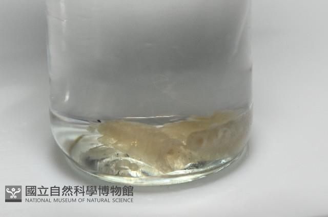 小日本鏈帶馬陸藏品圖，第1張