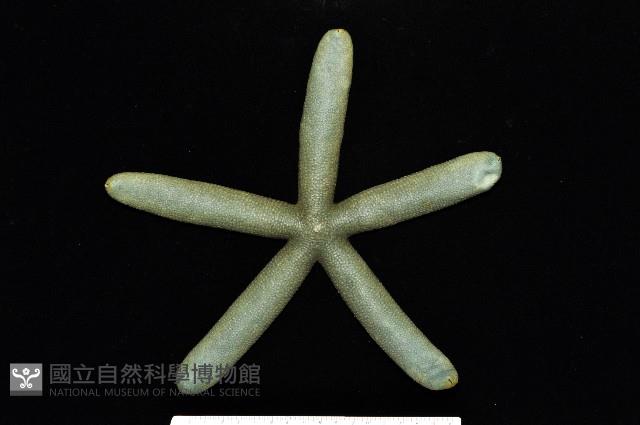 藍指海星藏品圖，第1張