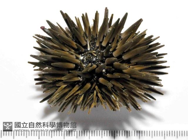 梅氏長海膽藏品圖，第1張