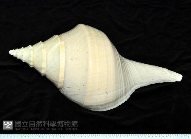 澳洲大香螺藏品圖，第1張