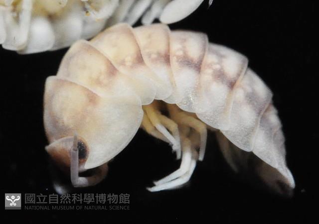 未知種球鼠婦藏品圖，第1張