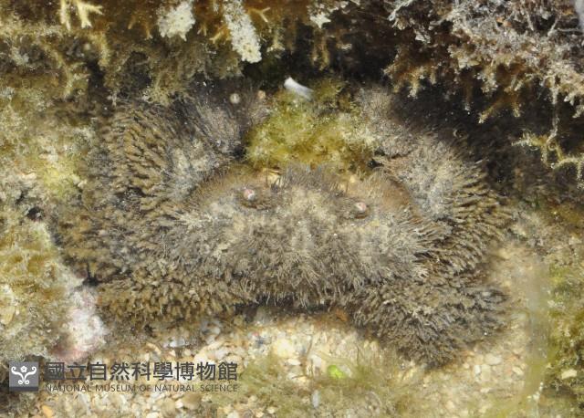 蝙蝠毛刺蟹藏品圖，第1張