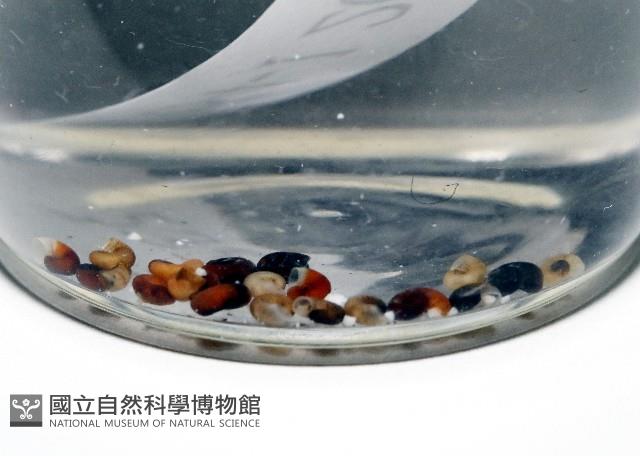 微小扁釘螺藏品圖，第1張