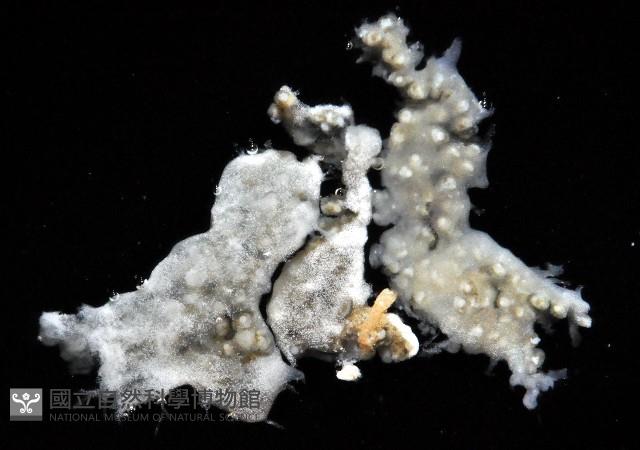 二段海鞘之一種藏品圖，第1張