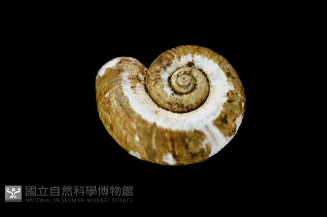 松崗白帶小山蝸牛藏品圖，第1張