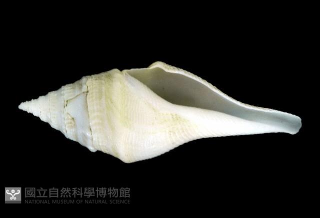 矛形捲管螺藏品圖，第1張