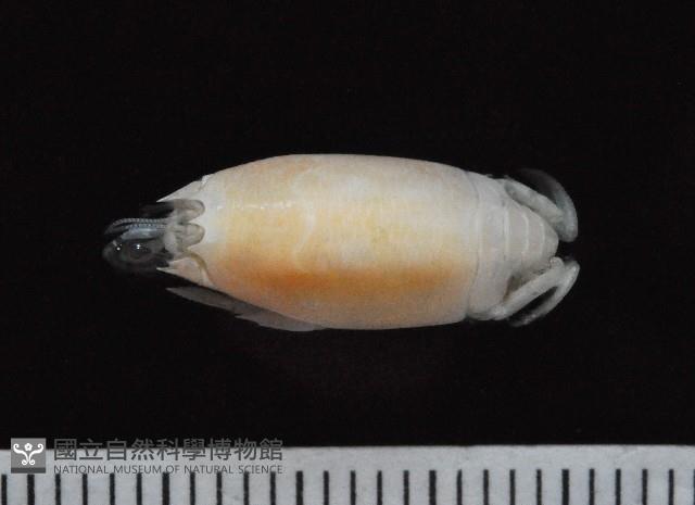 臺灣鼴鼠蟹藏品圖，第1張