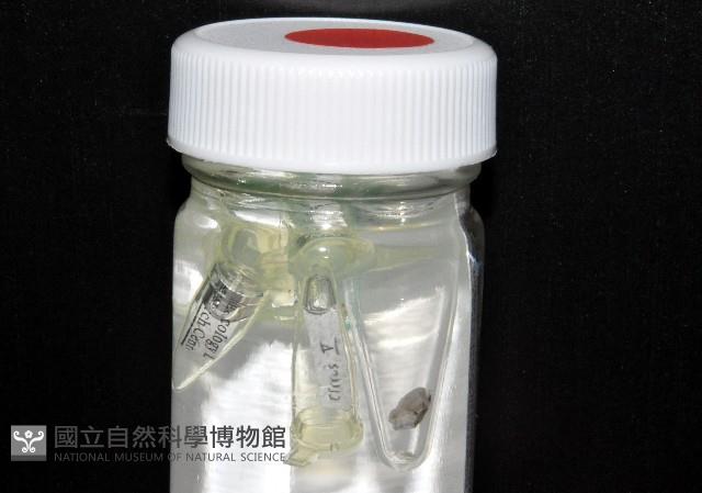 威廉小藤壺藏品圖，第1張