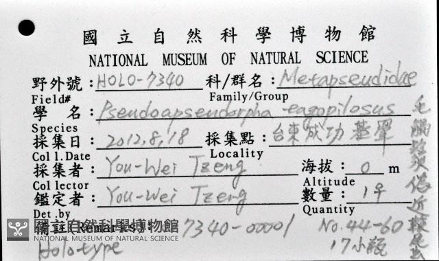 毛觸鬚偽近鞭尾蟲藏品圖，第1張