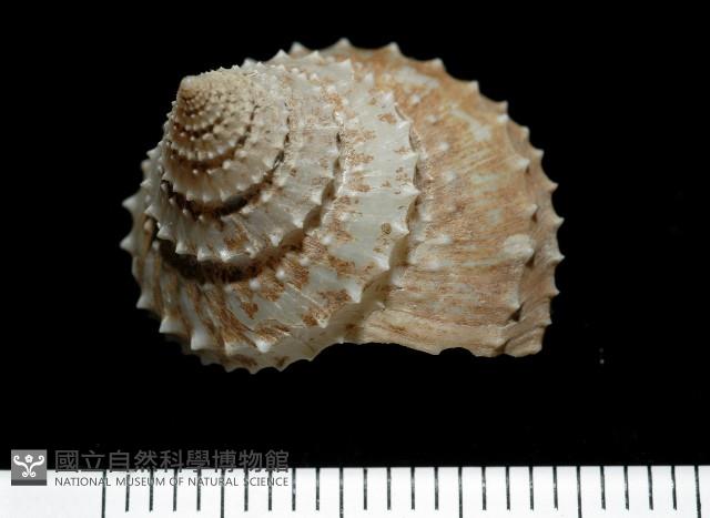 登錄號:005770-00001藏品圖，第1張
