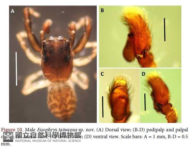 臺灣侏斑蛛藏品圖，第1張