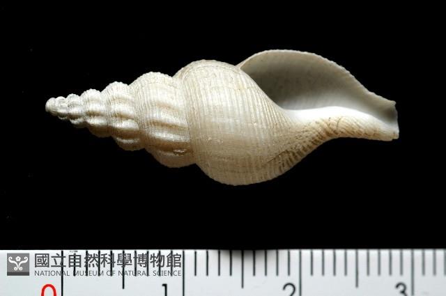 登錄號:005070-00001藏品圖，第1張