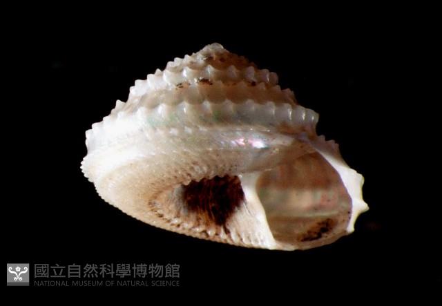 階梯白鐘螺藏品圖，第1張