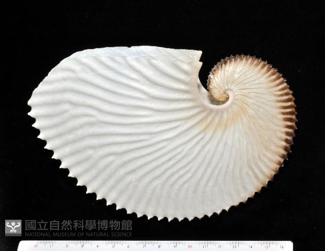 扁船蛸藏品圖，第1張