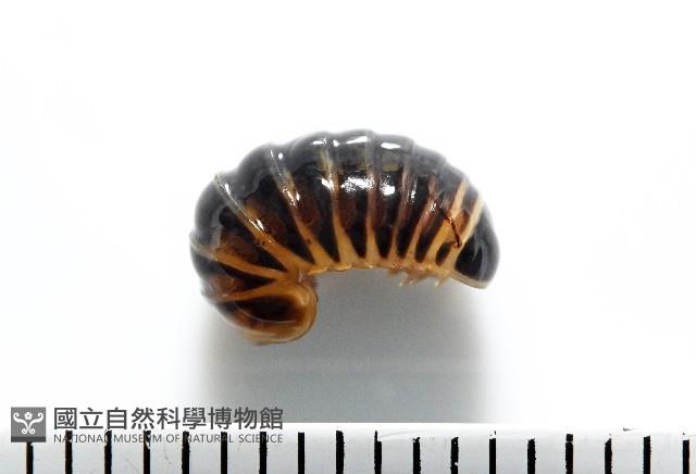 條紋木球馬陸藏品圖，第1張