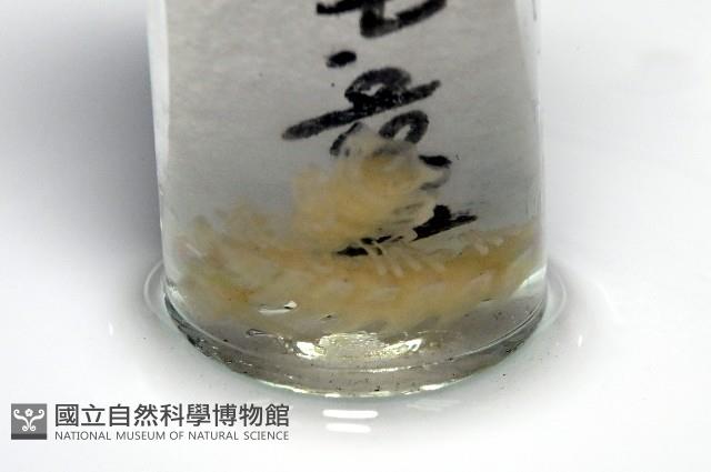 截莖雕背帶馬陸藏品圖，第1張