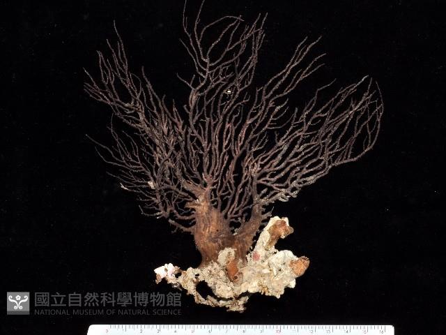 紅扇珊瑚藏品圖，第1張
