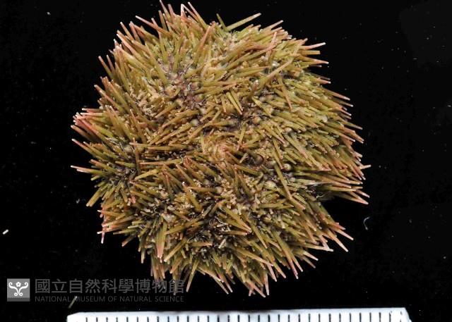 馬糞海膽藏品圖，第1張
