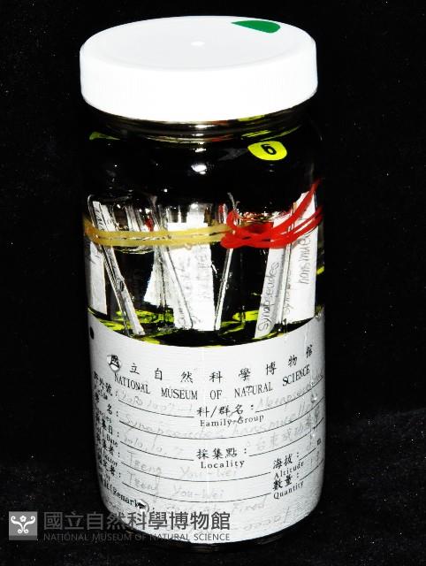漢氏合鞭尾蟲藏品圖，第1張