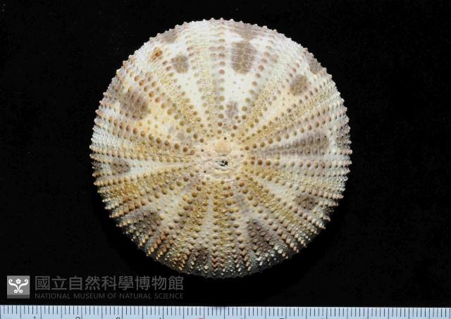 斑蘑海膽藏品圖，第1張
