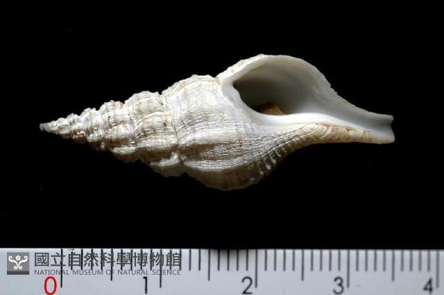 登錄號:005111-00001藏品圖，第1張