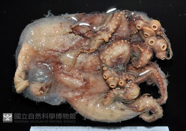 東沙面蛸(新種)藏品圖，第1張