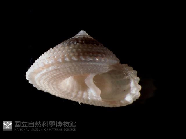 星形白鐘螺藏品圖，第1張