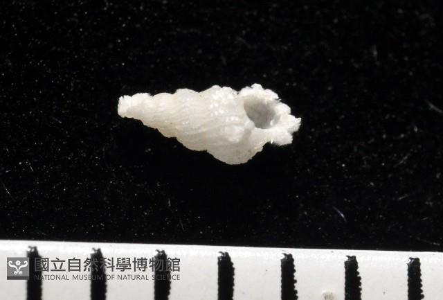 窗格海螄螺藏品圖，第1張
