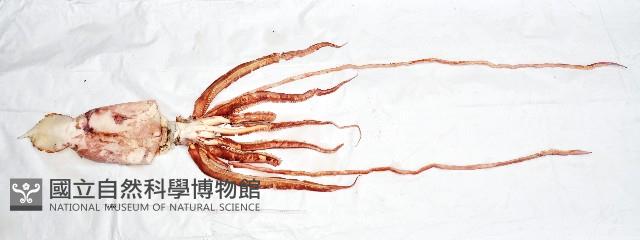 大王魷魚藏品圖，第1張