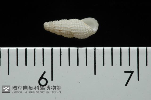 東港麂眼螺藏品圖，第1張
