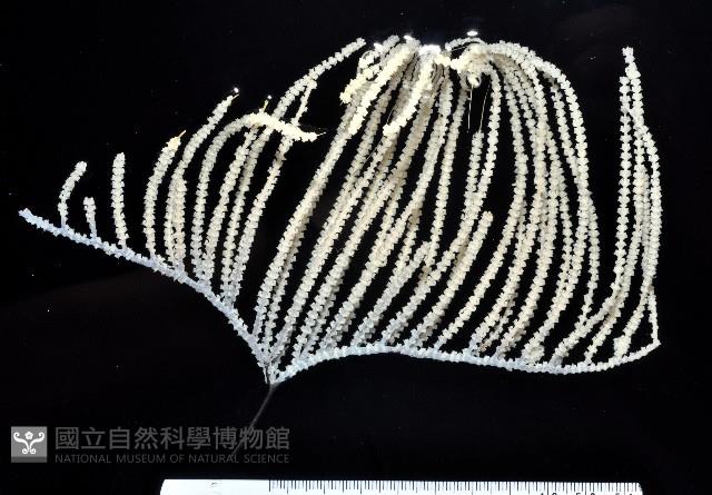 深海原軟珊瑚之一種藏品圖，第1張