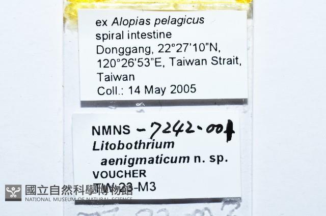 新種絛蟲藏品圖，第1張