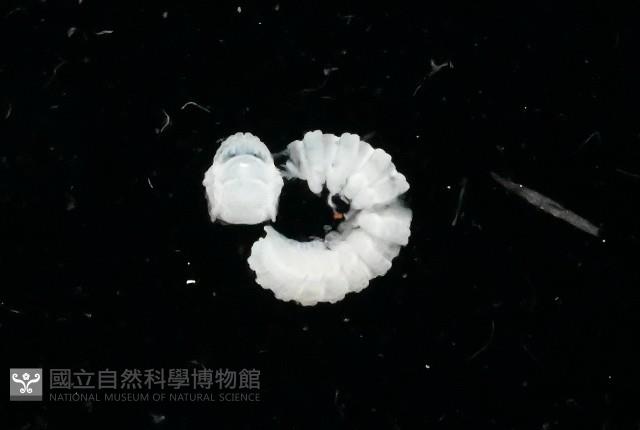 新種單帶馬陸藏品圖，第1張