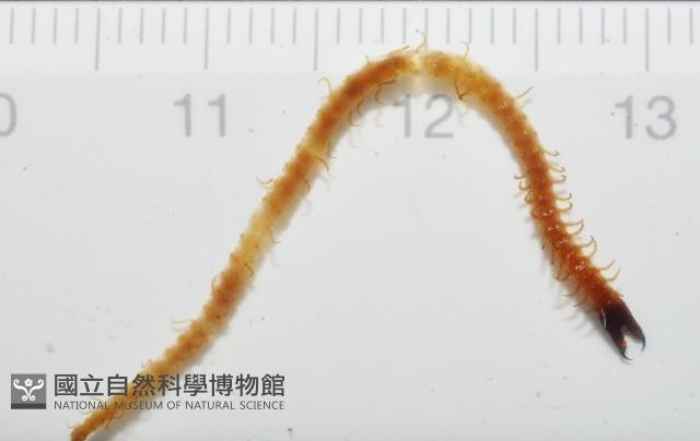 張氏長頭地蜈蚣藏品圖，第1張
