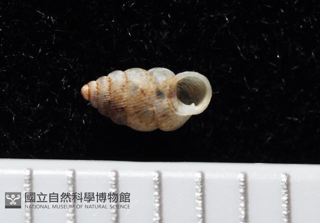 卑南芝麻蝸牛藏品圖，第1張